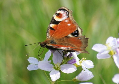 Echt lentegevoel als je deze mooie vlinder op zo'n zonnige dag als deze op foto kan vastleggen...heerlijk!

Canon Eos350d / Sigma 70-300.