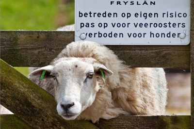 Gemaakt tijdens het Birdpix weekend op Terschelling. Dit schaap stak zijn kop door het hek en lijkt vast te zitten, gelukkig was dit niet het geval, vooral de tekst op het bord maakt het wel een leuke foto.