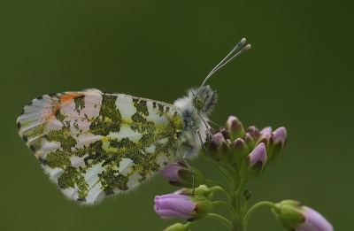 Nog eentje uit de serie van vandaag.. Nu het mannetje. Zie ook mijn eerdere foto van het vrouwtje. Ook deze is gemaakt met de Sigma 150mm APO uit de hand..