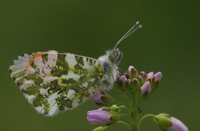 Nog eentje uit de serie van vandaag.. Nu het mannetje. Zie ook mijn eerdere foto van het vrouwtje. Ook deze is gemaakt met de Sigma 150mm APO uit de hand..