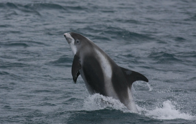 Tijdens pelagic. Soms heb je een beetje mazzel... Helaas wel grijs weer!