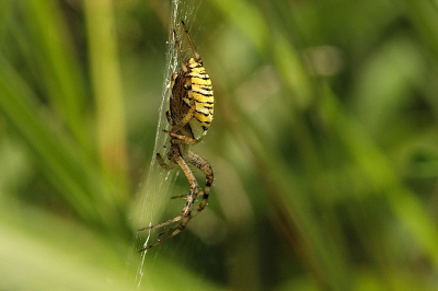 Er zaten een aantal wespspinnen in het gebied waar ik vanmiddag was. Ik heb gezocht tot ik er eentje vond die een beetje vrij zat. Nog geen vijf minuten later kwam er een stortbui en was ik helemaal doorweekt!