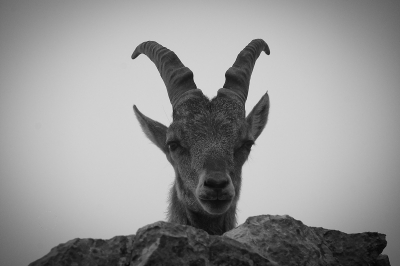 Mijn eerste foto op Nederpix. Ik ben al een tijdje actief op Birdpix. Deze steenbok kwamen we tegen in de mist tijdens de afdaling van de noordwand van de Pilatus bij Luzern op ca. 1900 meter hoogte