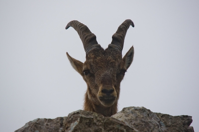 Op verzoek ook de kleurenversie. Door de mist stonden we plots oog in oog met deze steenbok.