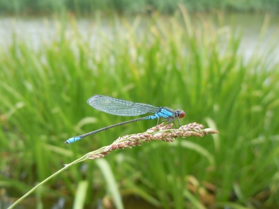 Niet zo ingewikkeld eigenlijk: gewoon met mijn Nikon Coolpix S8000 langzaam zo dicht mogelijk bij de juffer komen en op die grote knop drukken.