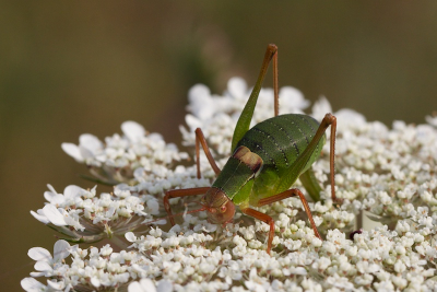 Op een zonnige dag genomen in het zuiden.  Beestje bleef rustig zitten dus ik kon mooi mijn gang gaan. Wat het groene stukje achter de sprinkhaan is weet ik niet.