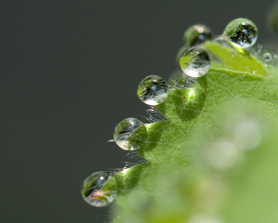 Al jaar en dag verbaas ik me over hoe mooi druppels op de bladeren van de Alchemilla blijven liggen. Vanmorgen proberen vast te leggen. Ik vond het resultaat zelf verrassend, elk druppeltje fungeert als een vergrootglas.