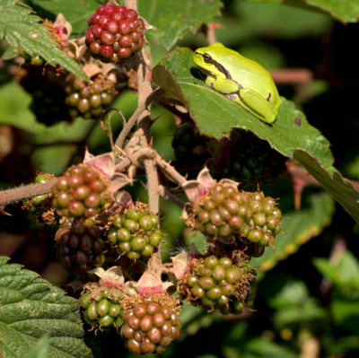 De jonge boomkikker vlakbij een tros bramen.Zoals vanmiddag
met volle zon zie je ze meestal boven in de struiken rustend op een blad.