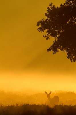 Afgelopen weken een hoop uren gestoken in het fotograferen van reeen. Het succes verschilde per ochtend maar een ochtend met mist (en zon) staat eigenlijk altijd garant voor succes!!