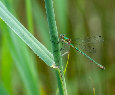 Tijdens een middagje fotograferen in het veen, op zoek naar sprinkhanen in de hei en vlinders op het koninginnekruid, streek deze juffer plots voor me neer op een grasspriet. De enige enigszins geslaagde foto van deze middag.
