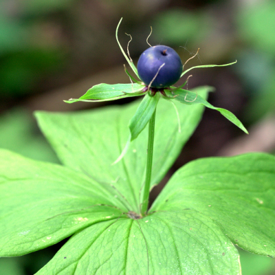 De Eenbes geeft als vrucht een mooie blauwzwarte bes.Deze plant groeide in de schaduw in een loofbos.