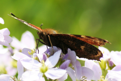 Dagpauwoog van een ander aanzicht, super.                         Canon Eos350d / Sigma 70-300.