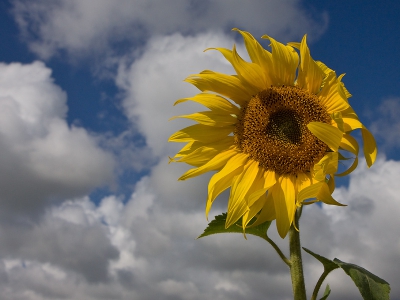 Zonnebloemen zijn toch wel mijn favoriete bloemen. Toen ik deze solitaire planten zag staan en dat tegelijkertijd de zon door begon te breken ben ik met de groothoeklens aan de gang gegaan.