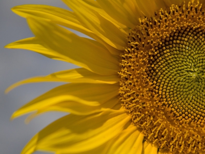 Zonnebloemen zijn toch wel mijn favoriete bloemen. Toen ik deze solitaire planten zag staan en dat tegelijkertijd de zon door begon te breken ben ik met de groothoeklens aan de gang gegaan. Hier een Close up van de Zonnenbloem.