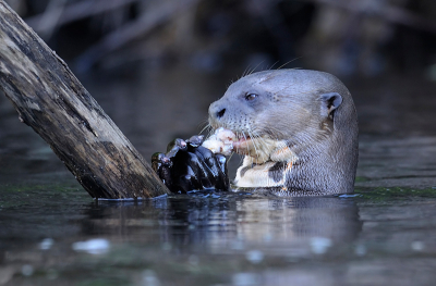 Deze reuzenotter was er een van een groepje van acht die op de rivier aan het vissen waren. Nadat hij een visgevangen had drukte hij die tegen de paal en begon er aan te eten.