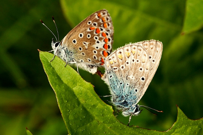 Laat in de middag zag ik deze 2 icarisblauwtjes parend zitten op het blad van een paardenbloem.