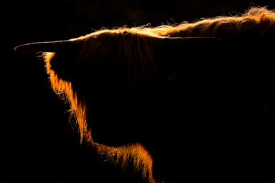 Goede omstandigheden voor wat  tegenlichtopnames van deze indrukwekkende dieren. Licht gemeten op de lichtste delen.