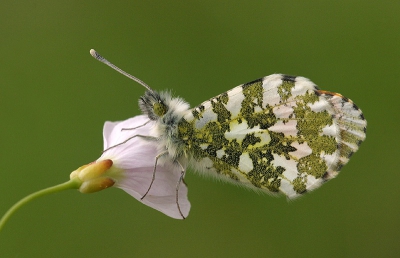 Vandaag weer gaan kijken naar het Oranjetipje. Vandaag vloegen ze masaal, en er was zelfs al een vrouwtje wat eitjes aan het leggen was. De foto is weer genomen met de Canon Eos 10D - Sigma 150mm APO Macro uit de hand..