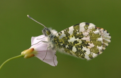 Vandaag weer gaan kijken naar het Oranjetipje. Vandaag vloegen ze masaal, en er was zelfs al een vrouwtje wat eitjes aan het leggen was. De foto is weer genomen met de Canon Eos 10D - Sigma 150mm APO Macro uit de hand..