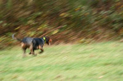 Tijdens een filmdag met Rudi in de Ardennen "geschoten" .....Zelf vind ik het een heel apart/mooi/aansprekend beeld