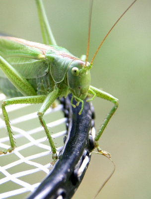 Deze sprinkhaan zat op/in onze tent op de camping. Ik heb hem met een badmintonracket weggebracht, maar eerst nog een foto genomen.