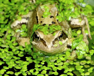 In de vijver van mijn tuin. Wordt tijd om mijn vijver weer eens van het kroos te ontdoen.