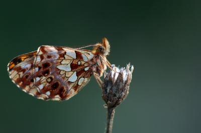Deze vlinder had zich in het laatste avondlicht opgemaakt om te gaan slapen aan de rand van ravijn. Geen zuchtje wind, dus ondanks weinig licht niet bewogen.