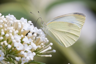 Mijn buren hebben een vlinderstruik. Die is zo groot geworden dat hij ook in mijn tuin hangt. Ik heb er geen problemen mee want zo kan ik goed oefenen met vlinder fotografie.