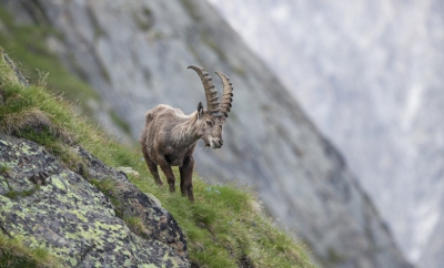 Ruim een maand geleden terug gekomen uit de Alpen.
Daar kwam ik, al zoekend naar Sneeuwvinken en Alpenheggemussen, op 2900mtr hoogte een kudde Steenbokken tegen. Gelukkig bleven ze er een tijdje zitten waardoor ik 3 dagen achtereen de 3uur durende klim voor lief nam om me ertussen te bevinden. Fantastisch als wilde dieren je zo toelaten in hun midden...

Helaas geen gevechten of jongen kunnen fotograferen, maar wel veel van dit soort 'standaard' plaatjes waar ik erg blij mee ben!

Mvg,
Michiel