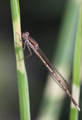 Vanmorgen in de tuin vastgelegd. Bleef rustig op het siergras zitten, dus dit wordt vervolgd.
