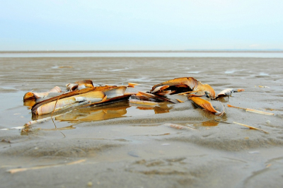 Met camera bijna in het water voor een bijzonder perspectief