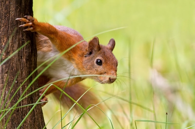 Eekhoorns hebben veel last van teken, deze heeft er oa. eentje aan zijn oog en eentje onder zijn oor.
Thuis op de PC zag ik pas dat er nog een teek zit te wachten op het grassprietje rechts onder....
Foto genomen vanuit een schuilhutje.