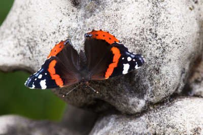 Vrijdag de 13e vandaag maar ik had geluk. Na een heftige regenbui zat deze Atalanta op een wel hele grappige plek in de tuin op te warmen. De kat ging onverstoorbaar door met wassen ;)