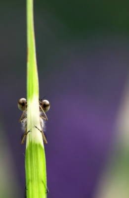 's Ochtends in de tuin. Geen geweldig licht, maar de juffer bleef mooi zitten. Helaas is de foto minder scherp na het verkleinen, maar mijns inziens 'nog wel te doen'.