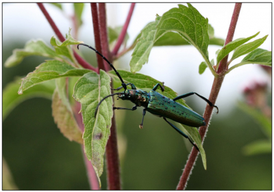 In een prachtig gebied met riet en laag struikgewas vonden we deze jongen. Lijf van naar schatting 4 cm. Schijnt volgens wikipedia vrij zeldzaam te zijn!
