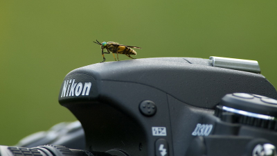 Tijdens het fotograferen werden we lastig gevallen door deze vliegen