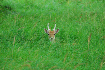 s'ochtends op tijd met m'n oom naar de AWD daar kwamen we een aantal damherten tegen die nog van de ochtend zon lagen te genieten waar onder deze.