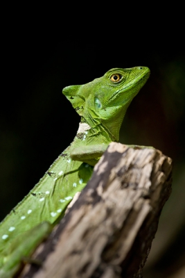 Tijdens wandeling door het Cahuita NP zag ik deze foto -genieke basilisk liggen en heb vanuit de hand de opname gemaakt.