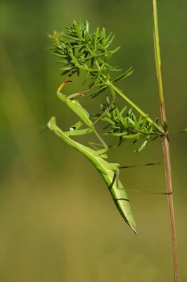 Opeens zag ik ( Mira) hem zitten, ik was er bijna op gaan staan. Gelukkig net op tijd had ik hem in de gaten en bleef ie rustig zitten voor de foto.