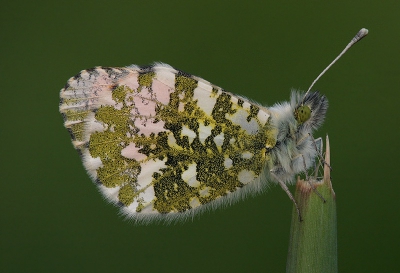 Vandaag weer een serie Oranjetipjes gemaakt. Deze is gemaakt om half 9 toen we het gebied maar eens moesten gaan verlaten. Je krijgt er ook geen genoegen van.. Canon Eos 10D - Sigma 150mm APO Macro.. uit de hand