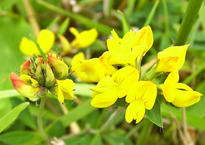 Dit kleine bloemetje zag ik bijna over het hoofd, terwijl het van dichtbij zo mooi is!