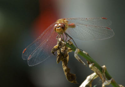 Gemaakt met Pentax K10 en een 400mm Sigma lens. Ik heb geen statief gebruikt.