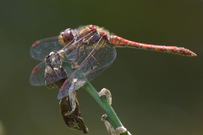 Gemaakt met een Pentax K10 en een Sigma 400mm lens, die op de K10 werkt als een 600mm.