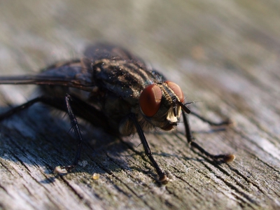 Ook deze is bij de vogelhut genomen... Begin nu wel af te vragen of ik daar nou vogels of insecten aan het spotten was.