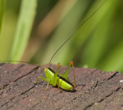 Kan iemand mij vertellen welke sprinkhaan op deze foto staat, daar ik op gebeid van insecten nog een beginner ben ?