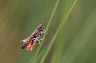 Kan iemand ook deze sprinkhaan op naam zetten ?
Volgens mij geen nimf meer, vleugels namelijk al aanwezig.