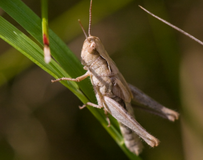 En als laatste van de serie sprinkhanen.
Kan dit een gewone bruine sprinkhaan zijn ?