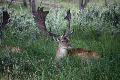 Canon 450D met telezoomlens 55-300 mm. ISO 400, diafragma 5,6, sluitertijd 1/100 sec.