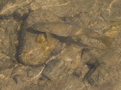 Tijdens een spelletje Petanque met de locale kroeg bewoners werd ik gewezen op deze vissen die achter een muurtje in de rivier lagen. Het koste mij wel even voor ik wist wat ze me wouden laten zien en ik zag het pas na dat een forel weg zwom.

Groet Johan