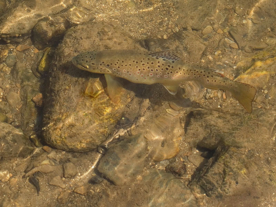 Tijdens een spelletje Petanque met de locale kroeg bewoners werd ik gewezen op deze vissen die achter een muurtje in de rivier lagen. Het koste mij wel even voor ik wist wat ze me wouden laten zien en ik zag het pas na dat een forel weg zwom.

Groet Johan